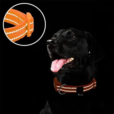 Orange Collar Orange Collar